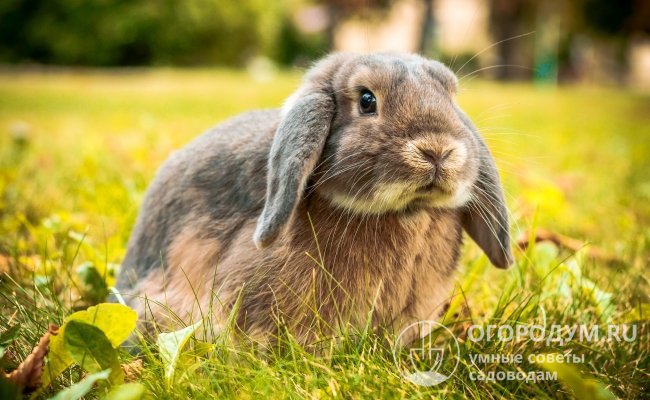 Вислоухий кролик: особенности породы, уход и содержание в домашних условиях