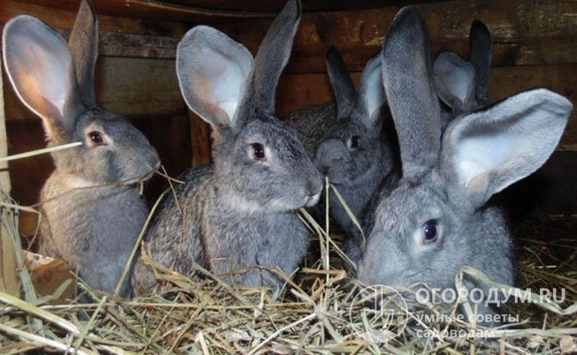 На фото – кролики Фландр в вольере