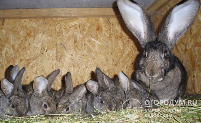 Самка может привести более десятка крольчат в помете