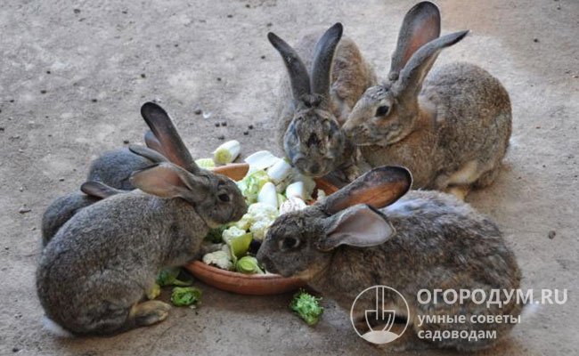 В ежедневном рационе кролей должно присутствовать сено и свежие овощи