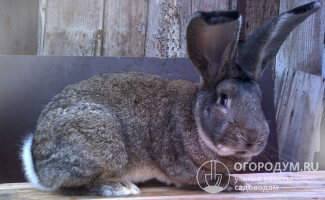 Кролики ризен: подробное описание породы, отличие от фландеров, особенности голд, белых и голден окрасов (26 фото)
