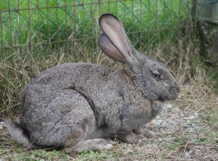 Кролики «Серый великан»: описание породы с фото и видео