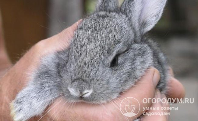 В домашних условиях содержат более мелкие разновидности шиншилловых кроликов