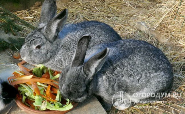 Различные овощи помогают разнообразить и обогатить рацион питания кроликов