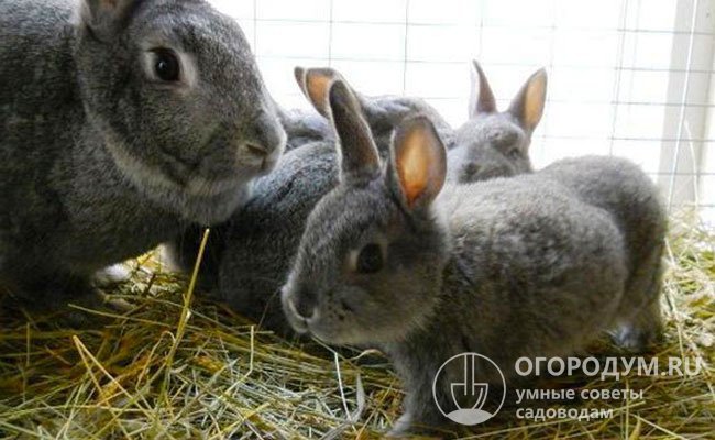 Крольчата быстро растут и к третьему месяцу жизни увеличивают массу более чем в три раза