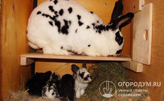 Маточник необходим для окрола и молочного вскармливания крольчат в среднем до 1,5-месячного возраста