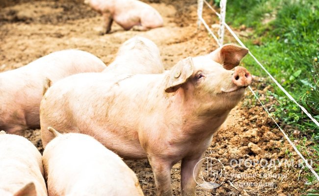 Большинство отечественных пород свиней (от ярко выраженных мясных до типично сальных по своей продуктивности) выведены при участии Крупной белой