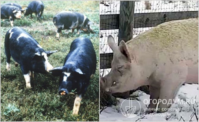 Свиньи: Кемеровская (на фото слева) и Уржумская (справа)