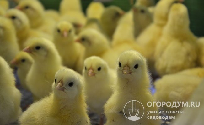 В первый месяц жизни важно соблюдать правильный температурный режим в месте содержания цыплят