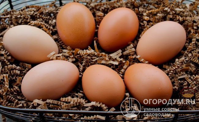 Яйца отличаются крупным маслянистым желтком с ярко выраженным вкусом и плотным тягучим белком