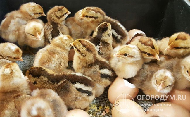 Оплодотворенность яиц и выводимость птенцов в инкубационных условиях достигают практически 100%
