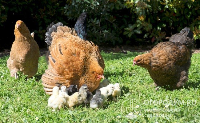Наседки обладают выраженным материнским инстинктом, стойко передающимся по наследству, и заботливо ухаживают за выводком цыплят