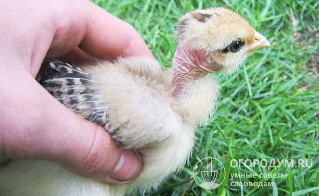 Цыплята имеют голую шею с момента вылупления, с возрастом открытая кожа загрубевает, часто краснеет и становится более морщинистой