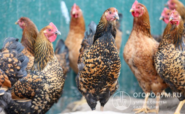 Кучинская юбилейная порода кур (41 фото): описание, отзывы и как различить пол у цыплят