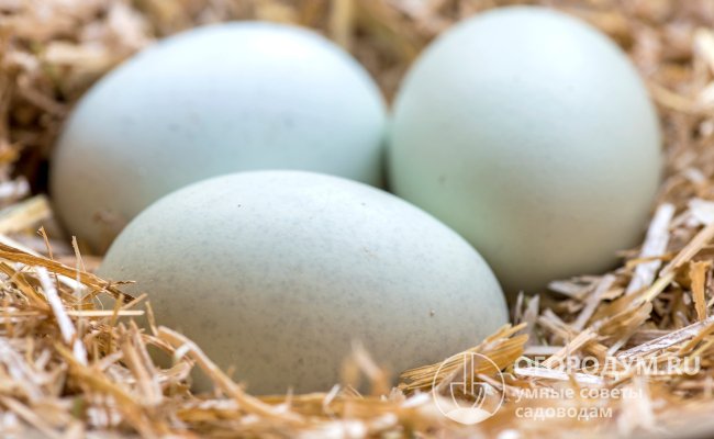 Яйца имеют крупные размеры, прекрасные вкусовые качества и отличаются нестандартным цветом скорлупы