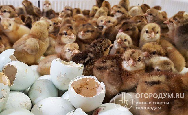 Разведение легбаров сопряжено с дороговизной и сложностями приобретения качественных инкубационных яиц