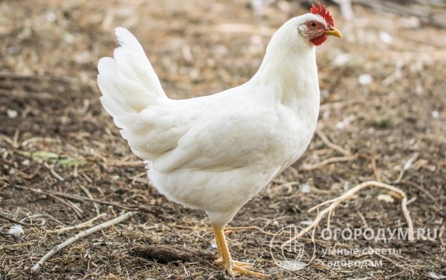 Курица «Леггорн» (на фото) – типичная представительница породы яичного направления