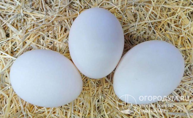 Яйца массой в среднем 55-58 г, с белой крепкой скорлупой