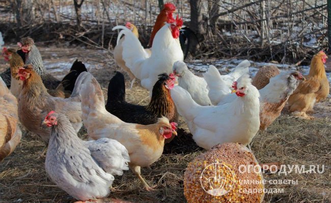 В домашних хозяйствах для повышения качества мяса птиц рекомендуется содержать не в клетках, а обеспечить им свободный выгул с возможностью питаться подножным кормом