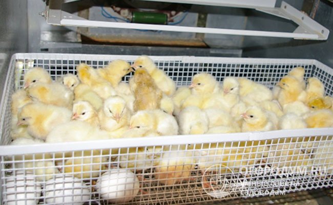 Для получения потомства леггорнов требуется инкубатор, так как куры лишены инстинкта высиживания яиц