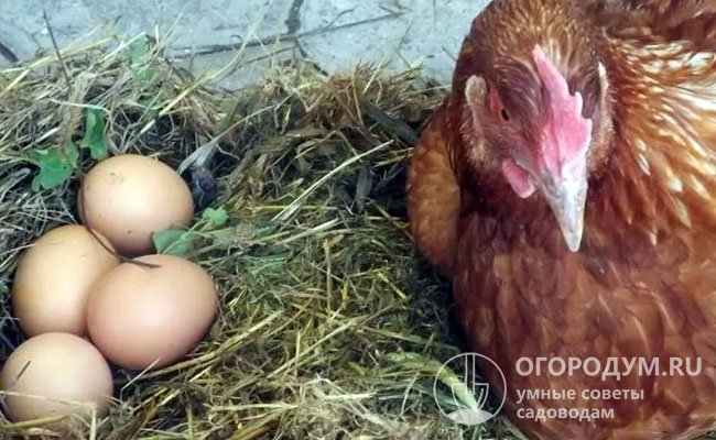 Инстинкт насиживания яиц у несушек полностью отсутствует, для получения потомства необходим инкубатор