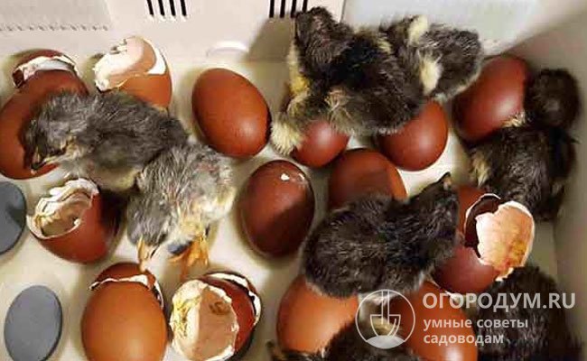 Вариант с инкубатором хорош тем, что можно купить яйца у лучших европейских производителей и получить гарантию соответствия всем стандартам