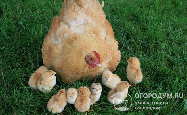 Несушки обладают выраженным материнским инстинктом – не отказываются от насиживания кладки и заботливо ухаживают за вылупившимися цыплятами