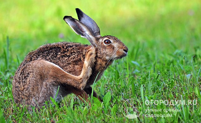 Дикие зайцы мало подвержены заболеванию, но часто являются переносчиками миксоматоза в природе