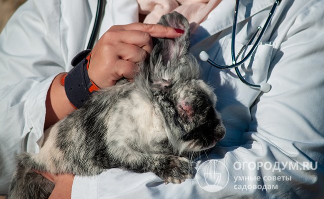 Несмотря на высокие показатели смертности, известны случаи, когда кроликов удавалось вылечить от миксоматоза