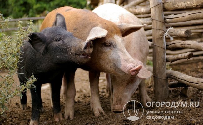 Мясные (беконные) свиньи пользуются высоким потребительским спросом во всем мире