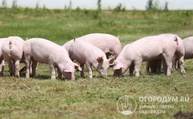 Молодняк эстонских беконных свиней