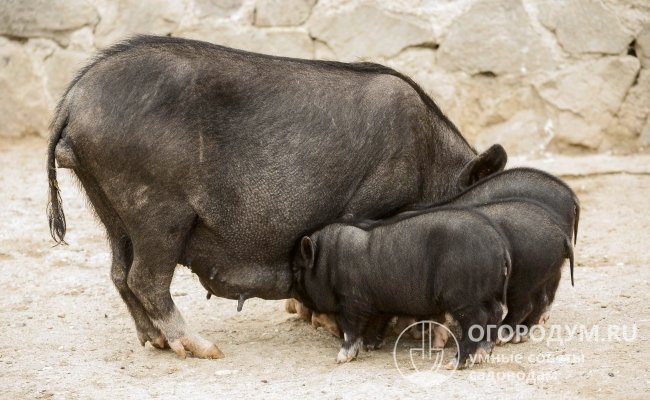 На фото – вьетнамская вислобрюхая свинья с поросятами