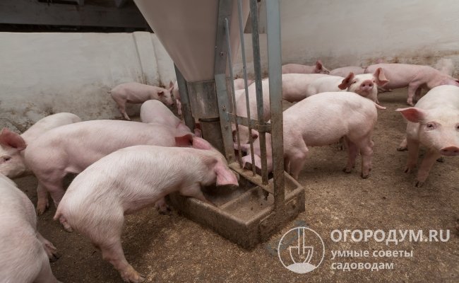 Представители мясных разновидностей свиней более требовательны к рациону питания и качеству кормов