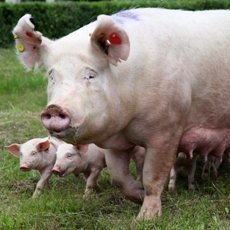 Как организовать опорос свиней в первый раз