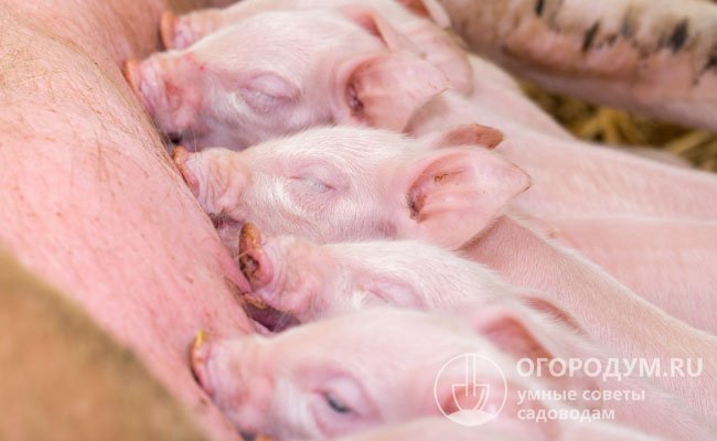 Как провести первый опорос свиней в домашних условиях: полезные советы и пошаговое видео