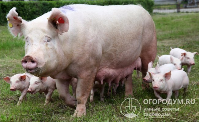 Для получения жизнеспособного потомства и сохранения здоровья свиноматки рекомендуется допускать ее к случке не чаще двух раз в год