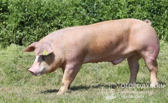 Свинья породы Дюрок (на фото) – типично мясного телосложения