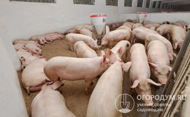 На фото – свиньи породы Ландрас, специально выведенной для получения высококачественного бекона