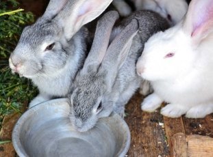 Поилки для кроликов