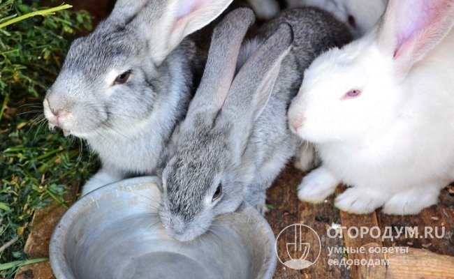 Для полноценной жизни кроликам требуется круглосуточный доступ к чистой и свежей питьевой воде