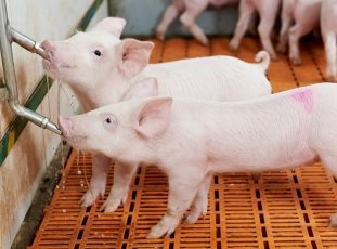 Поилки для свиней