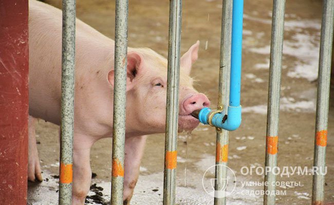 Свободный доступ свиней к питьевой воде обеспечивает более активное и качественное усвоение сухих кормов и, соответственно, быстрый набор веса