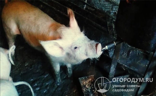 Сделанная своими руками ниппельная поилка для свиней позволяет организовать постоянную подачу чистой питьевой воды животным и сэкономить деньги