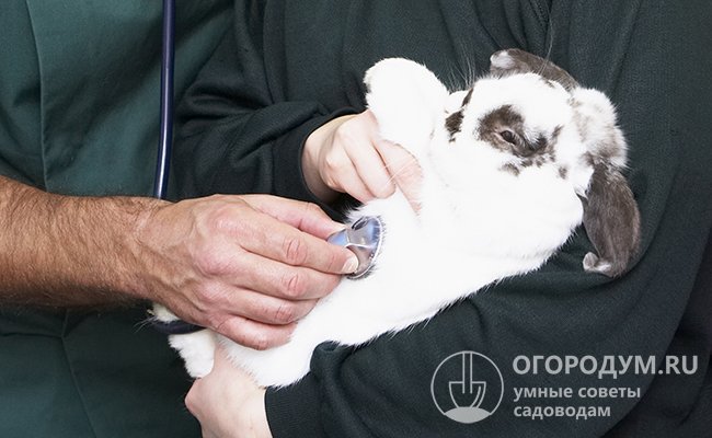 Чтобы точно диагностировать причину диареи у кролей, лучше обратиться за помощью к ветеринарному специалисту
