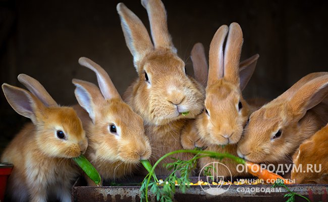 Несмотря на то, что для кролей полезны свежие овощи и фрукты, их переизбыток в рационе становится причиной возникновения диареи