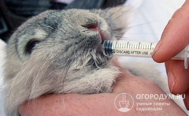 Давать лекарственные средства кролям удобнее всего с помощью шприца без иглы, заливая раствор прямо в рот