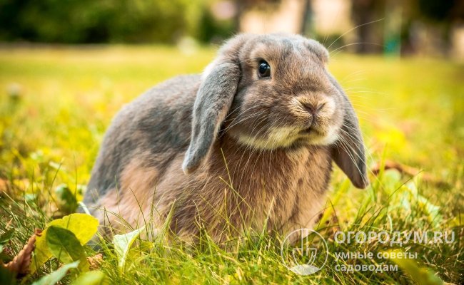Вислоухий кролик – карликовый баран