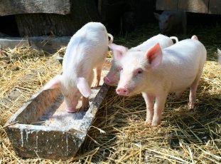 Премиксы для свиней