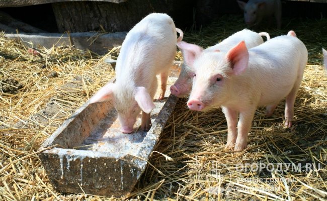Добавление премиксов улучшает продуктивность свиней и состояние их здоровья при снижении расхода кормов