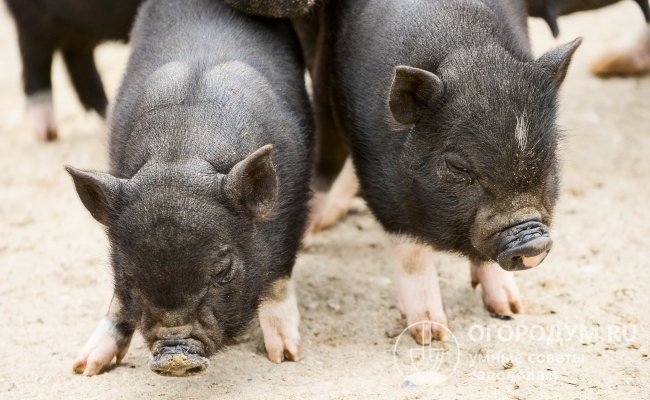 На фото – поросята породы вьетнамских вислобрюхих свиней